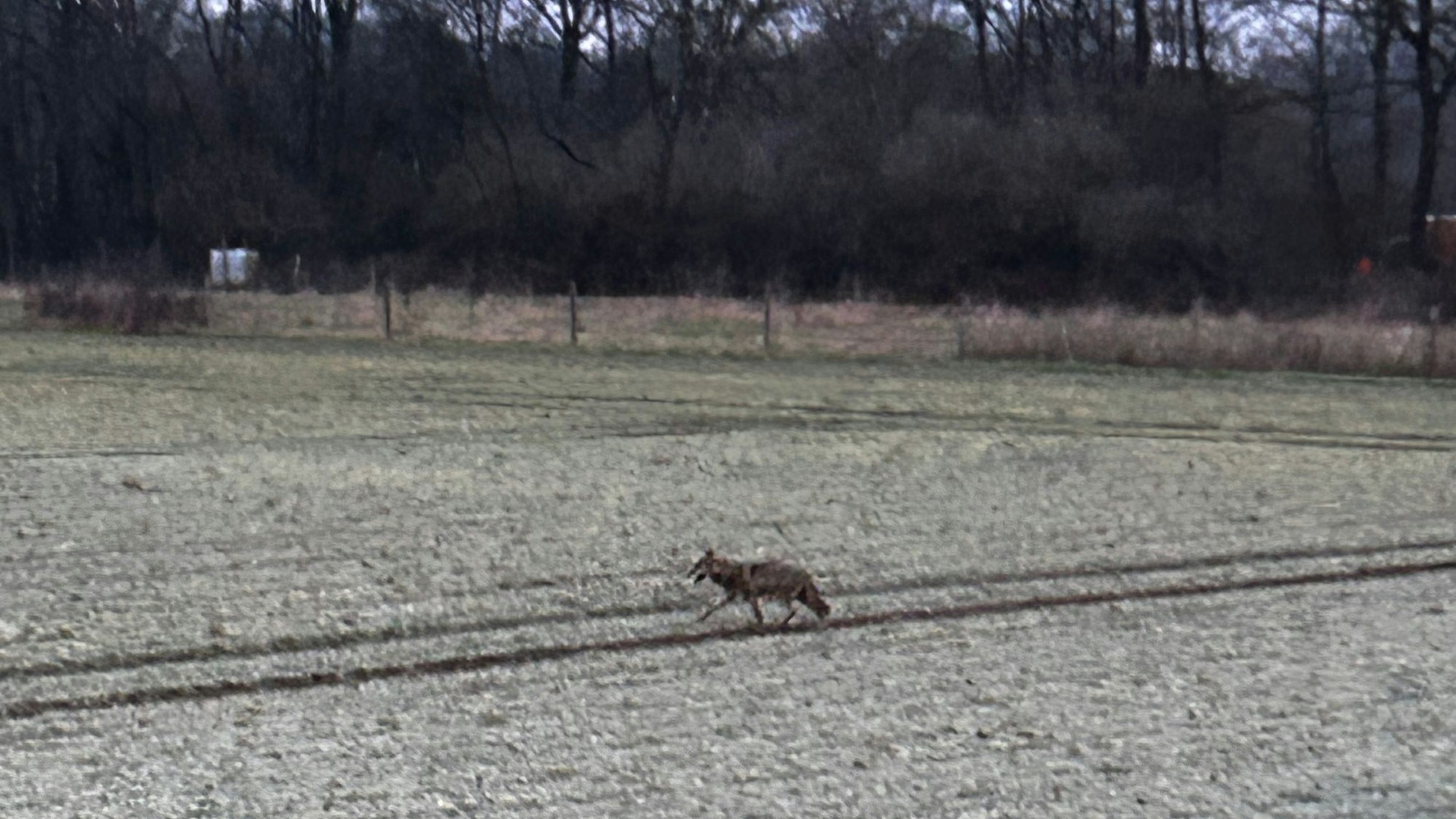 Der mutmaßliche Wolf lief über ein Feld in Richtung Sieglarer See.