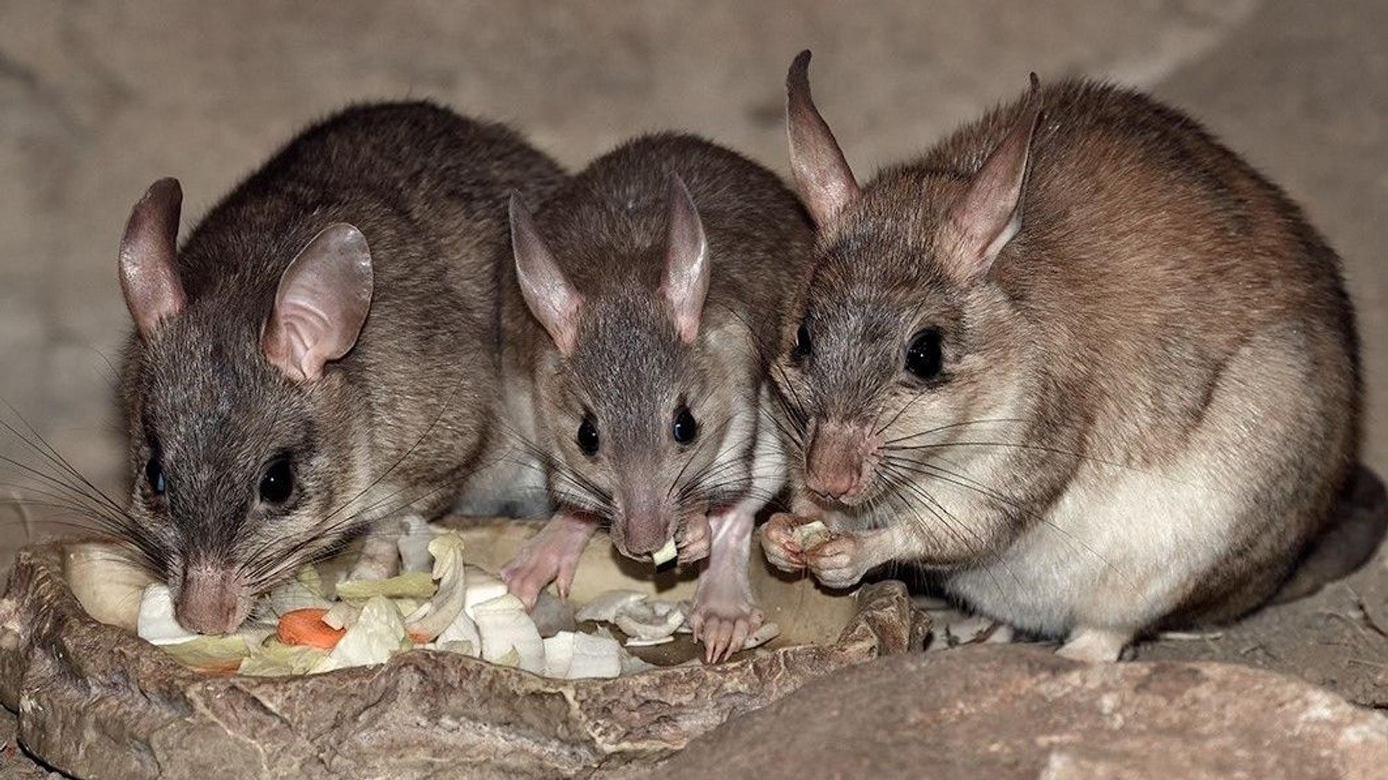 Drei Madagaskar-Springratten beim Essen. In der Mitte ist Jungtier "Noely".