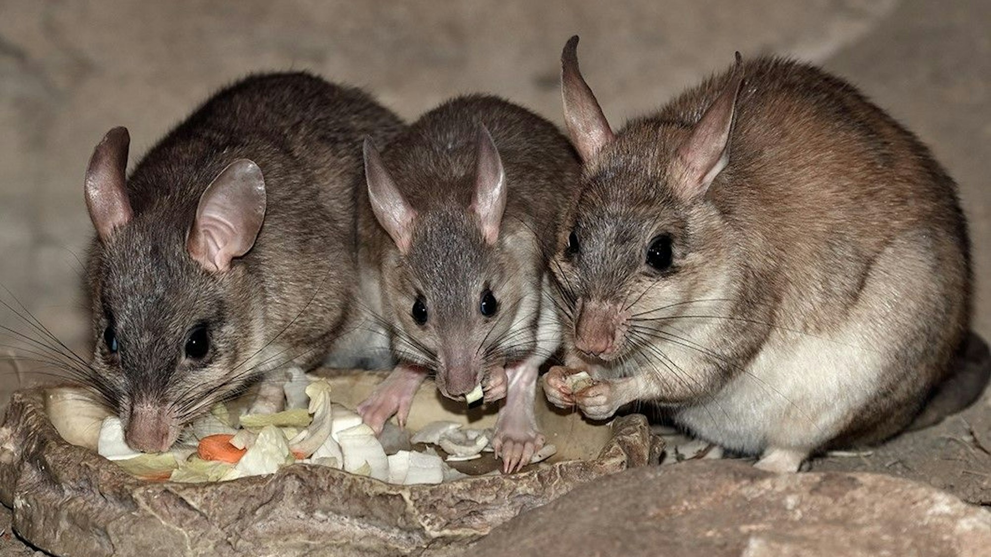Drei Madagaskar-Springratten beim Essen. In der Mitte ist Jungtier "Noely".