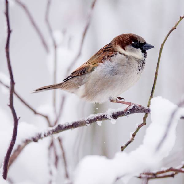 Ein Spatz im Schnee.