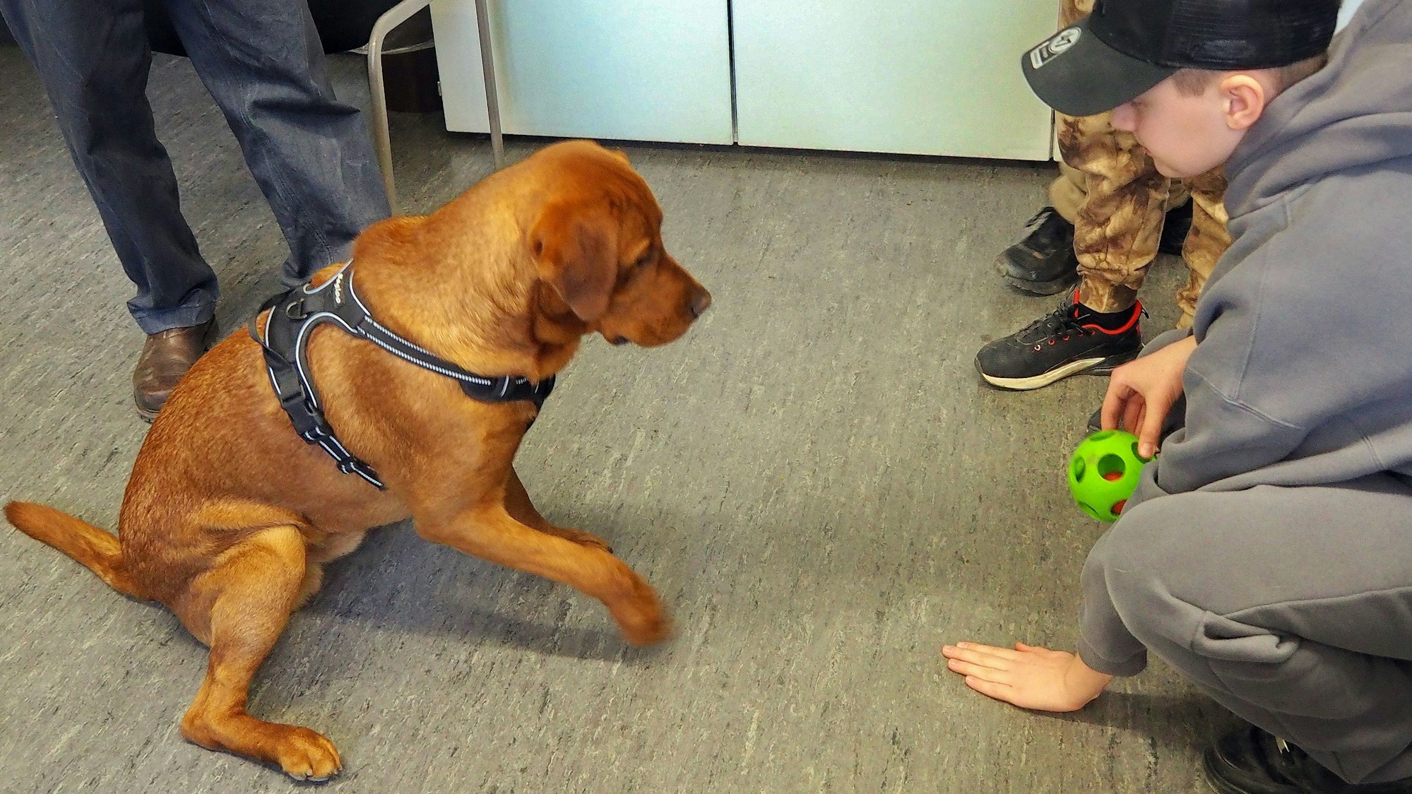 Sechstklässler Emir übt mit Louis Frustrationstoleranz – der junge Labrador darf erst an sein Bällchen, wenn es Emir ihm erlaubt.