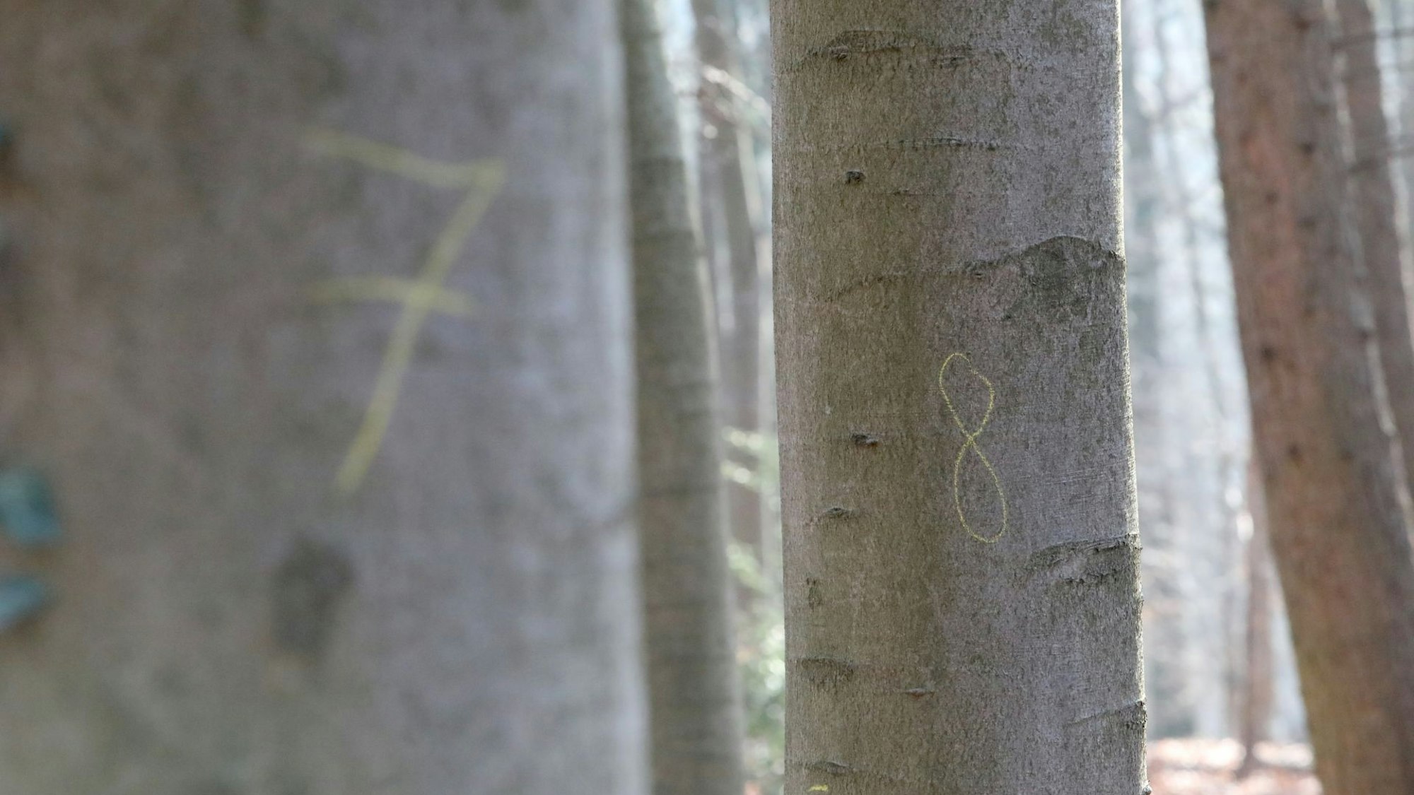 Die erfassten Bäume werden nummeriert und der Umfang gemessen.