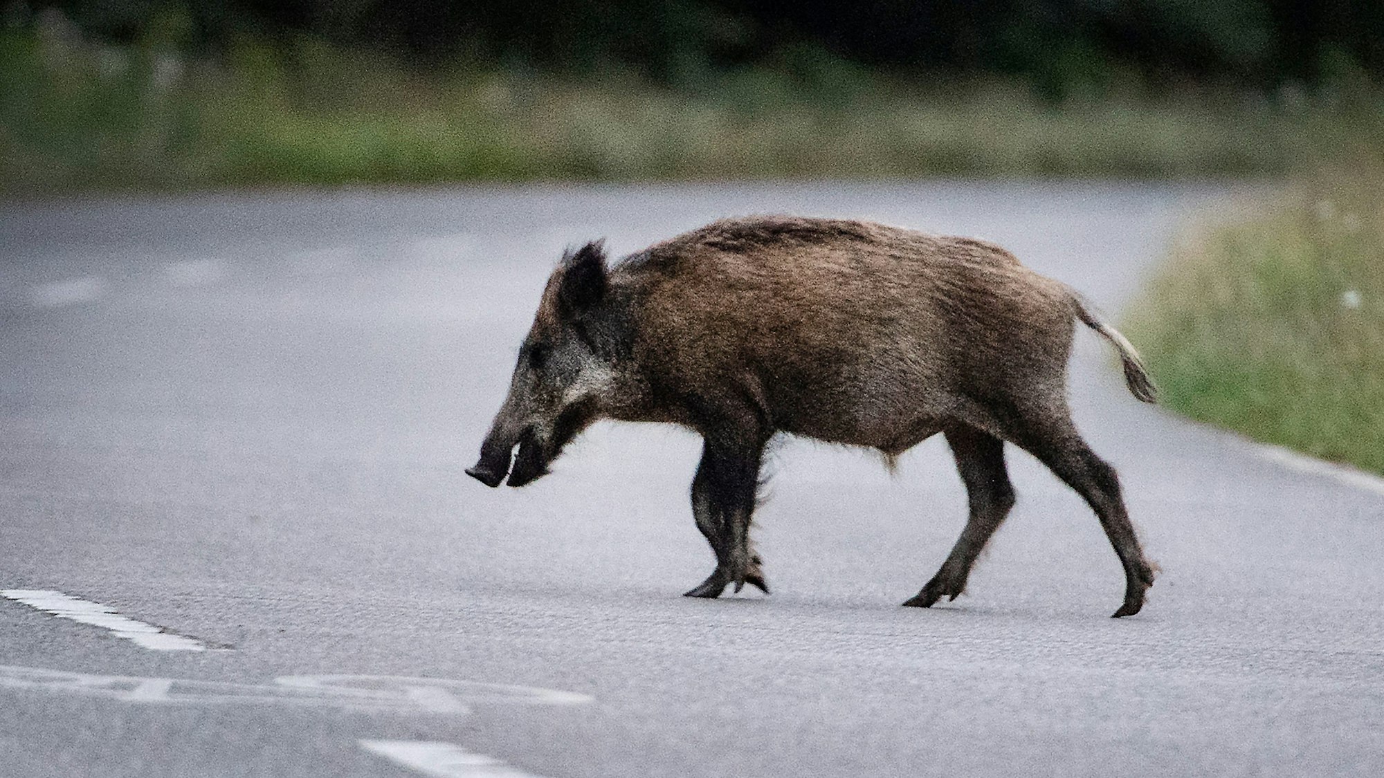 Mehrere Fahrzeuge stießen in der Nacht auf der A1 mit Wildschweinen zusammen. (Symbolbild.)