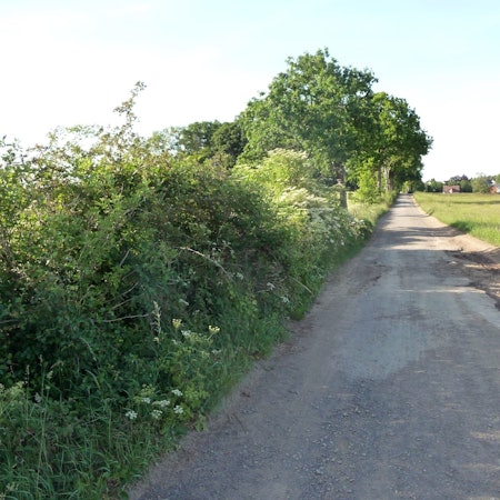 Das Bild zeigt die Naturhecke, bevor sie im Dezember auf einer Länge von 200 Metern entfernt worden ist.