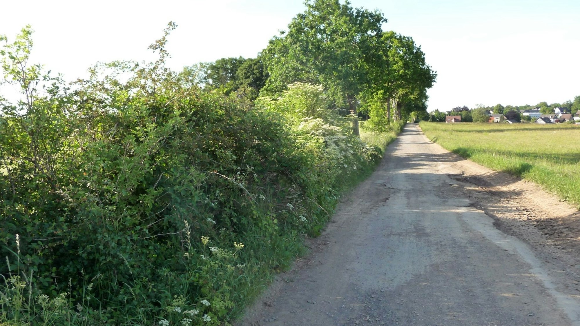 Das Bild zeigt die Naturhecke, bevor sie im Dezember auf einer Länge von 200 Metern entfernt worden ist.