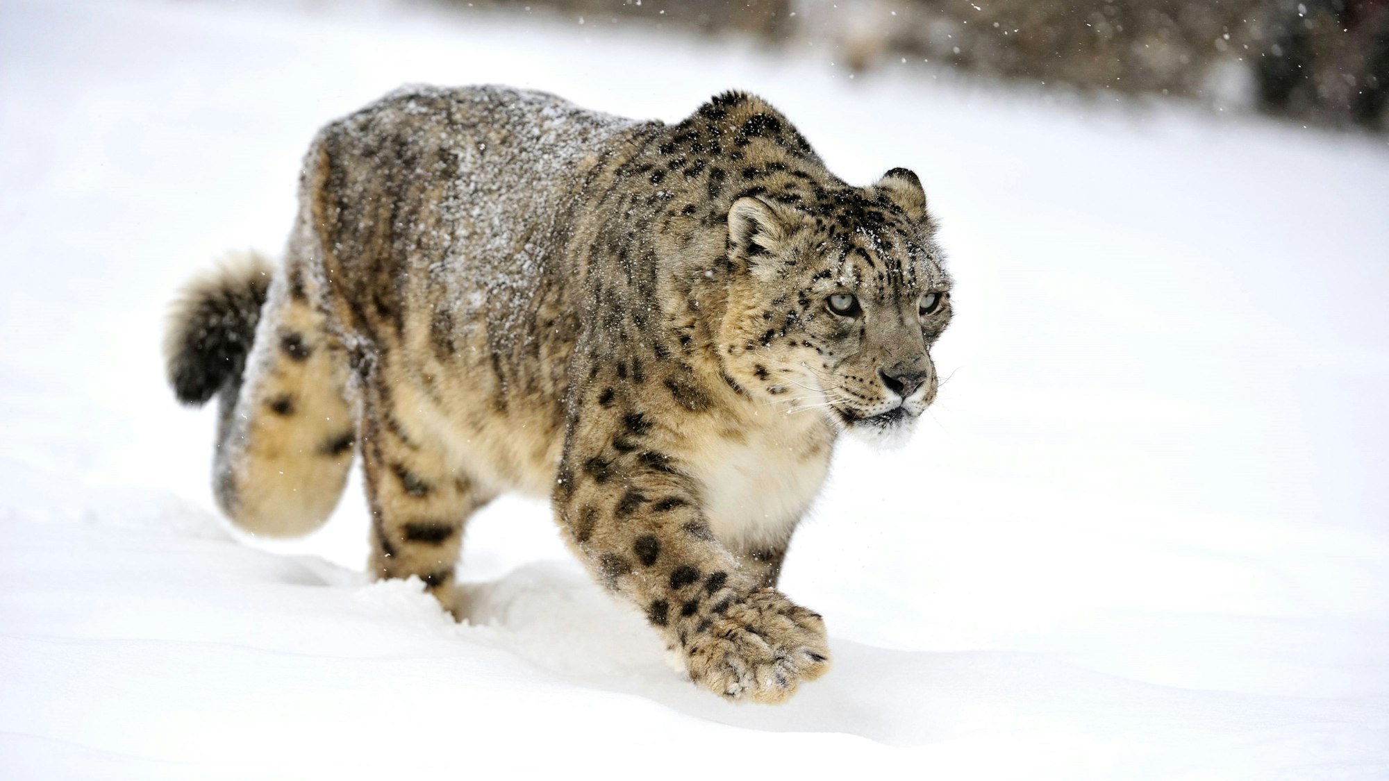 Ein Schneeleopard läuft durch Schnee. In China hat ein Leopard einen Touristen angegriffen. (Archivbild)