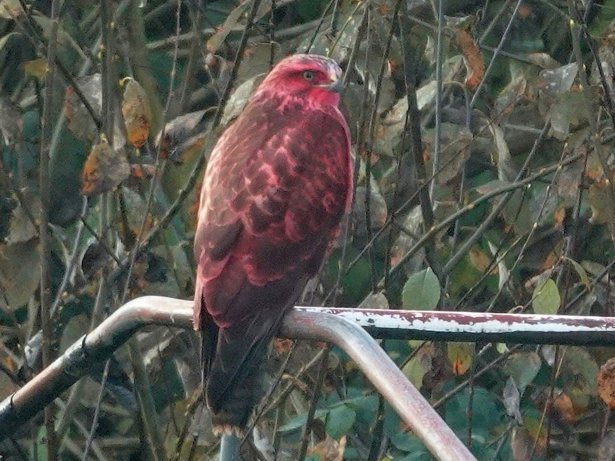 Der pinke Bussard wurde auch aktuell wiederholt im Raum Bonn gesehen.