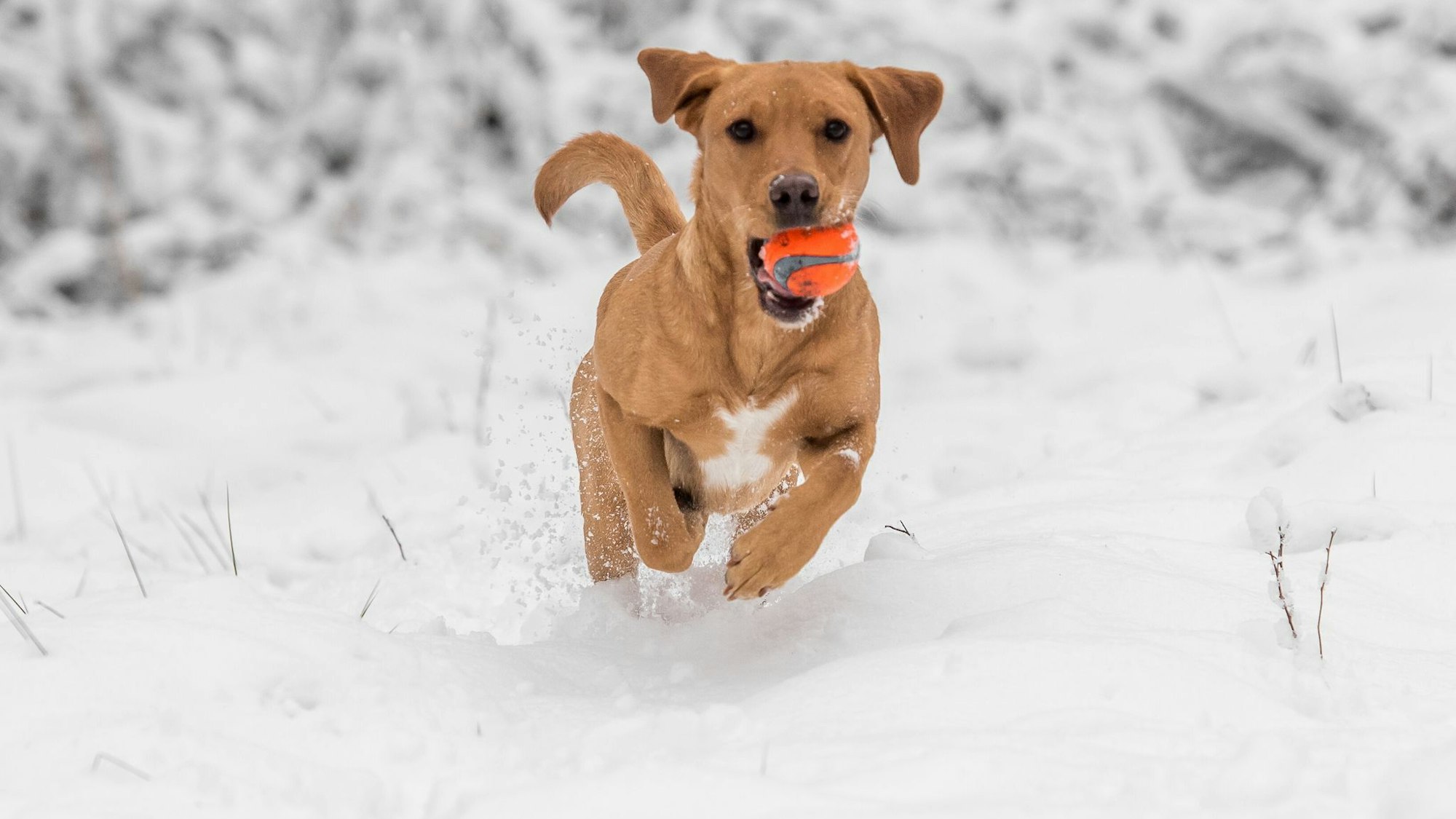Hund haben ist Herzenssache, kein Steuersparmodell. Nur in bestimmten Fällen erkennt das Finanzamt Ausgaben für den Vierbeiner an.