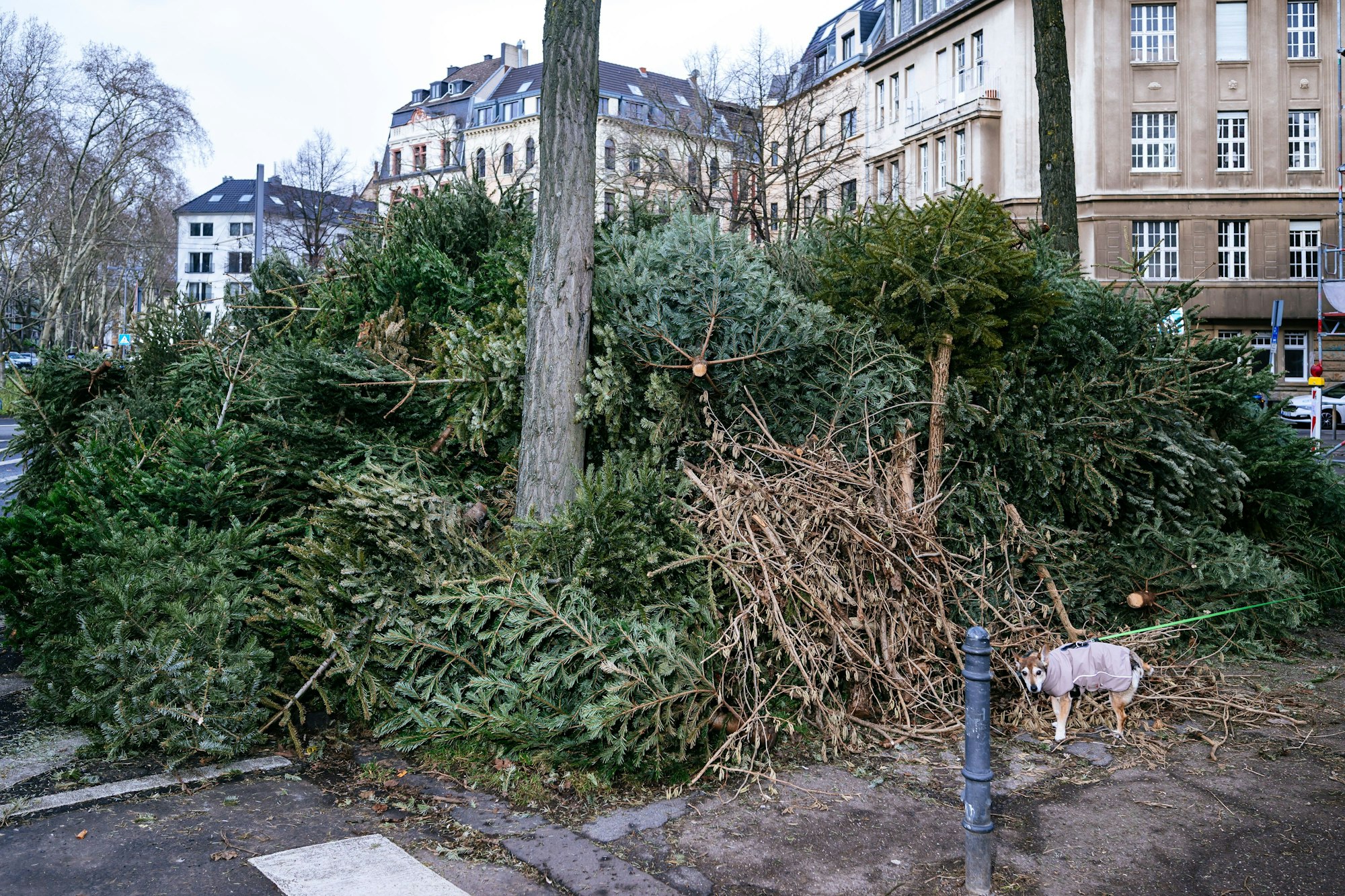 Die Sammelstelle an der Volksgartenstraße ist das Ergebnis des neuen Abholsystems.