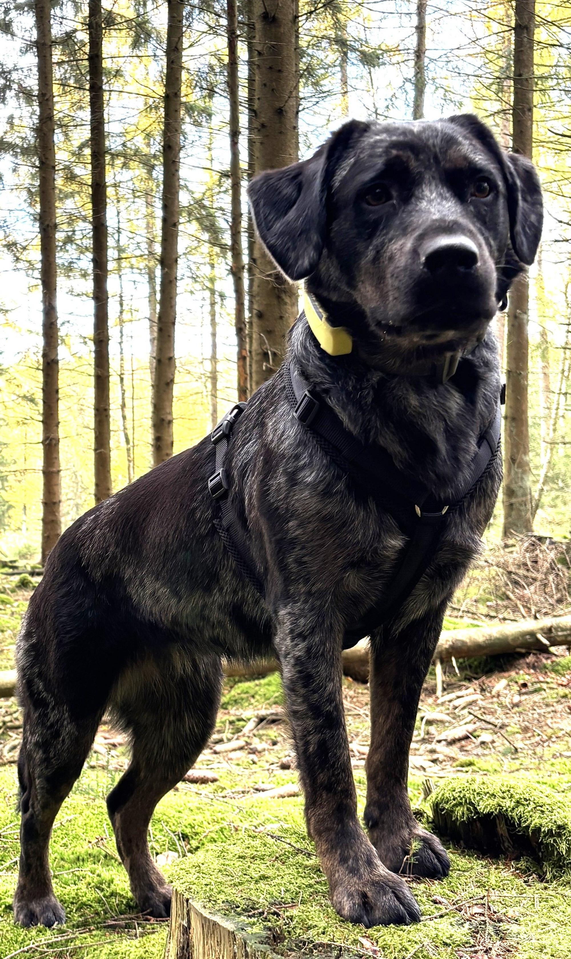 Das Foto zeigt einen Hund.
