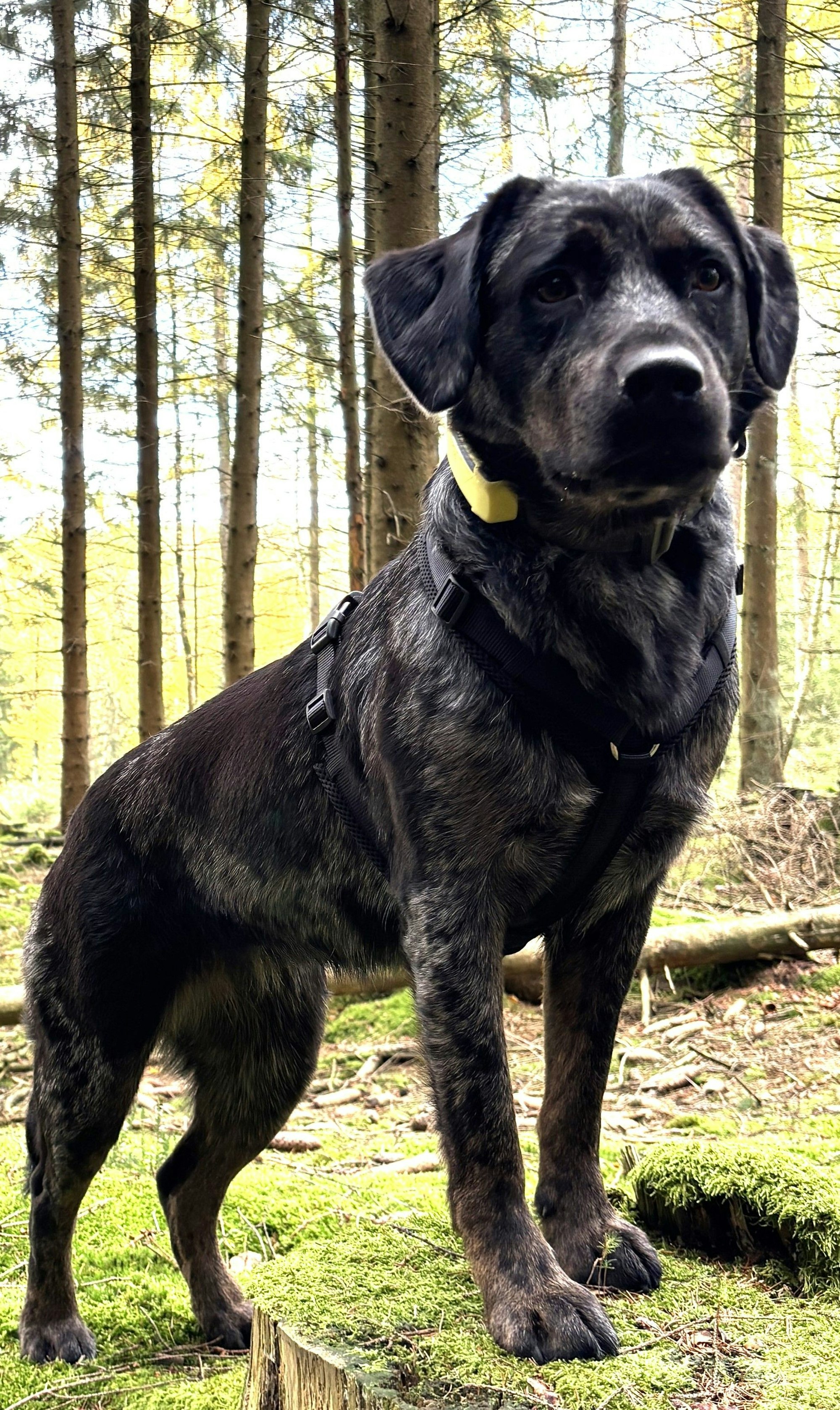 Das Foto zeigt einen Hund.