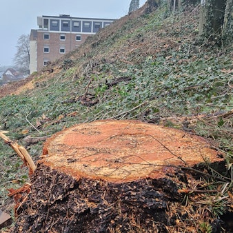 Zu sehen ist ein frischer Baumstumpf an einer Böschung.