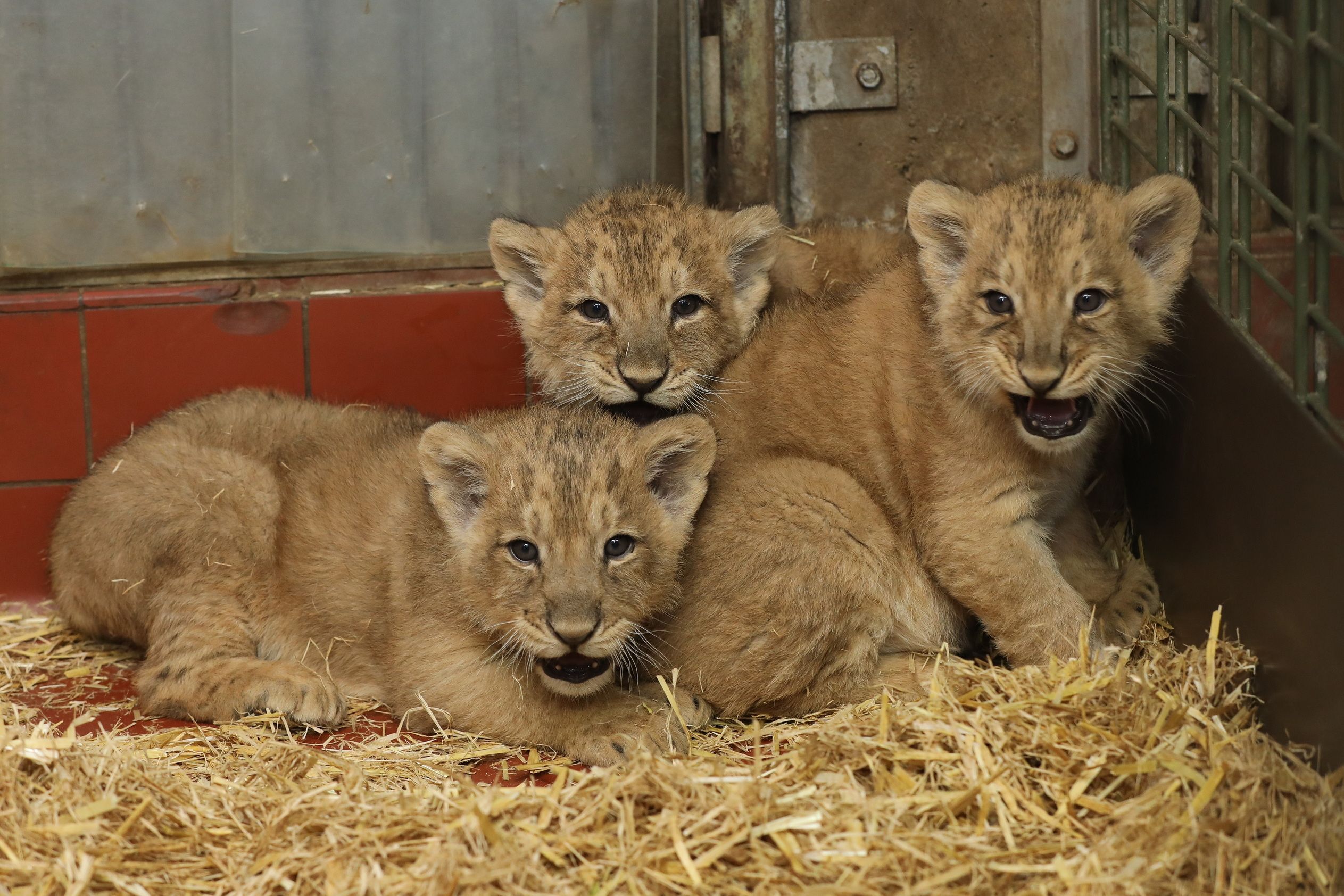 Drei Löwenbabys in einem Gehege, das mit Stroh ausgelegt ist.