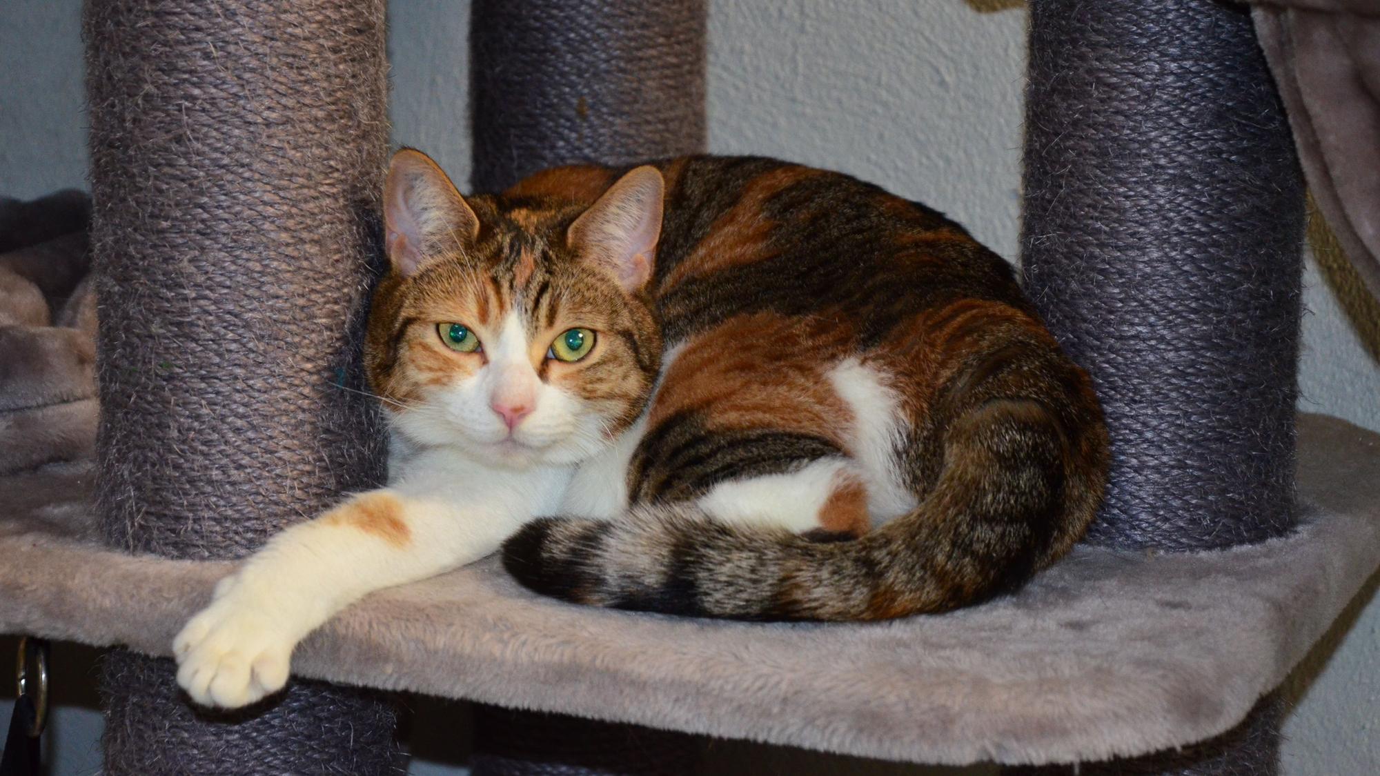 Das bild zeigt die Katze an einem Katzenbaum. Sie ist hat eine weiße Schnauze und ist orange-braun gemustert.
