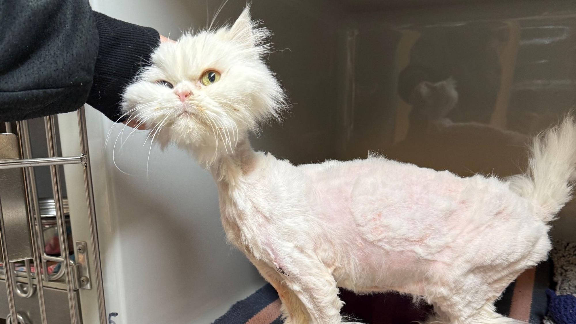 Der sichergestellten Perserkatze musste das verfilzte Fell unter Narkose entfernt werden.