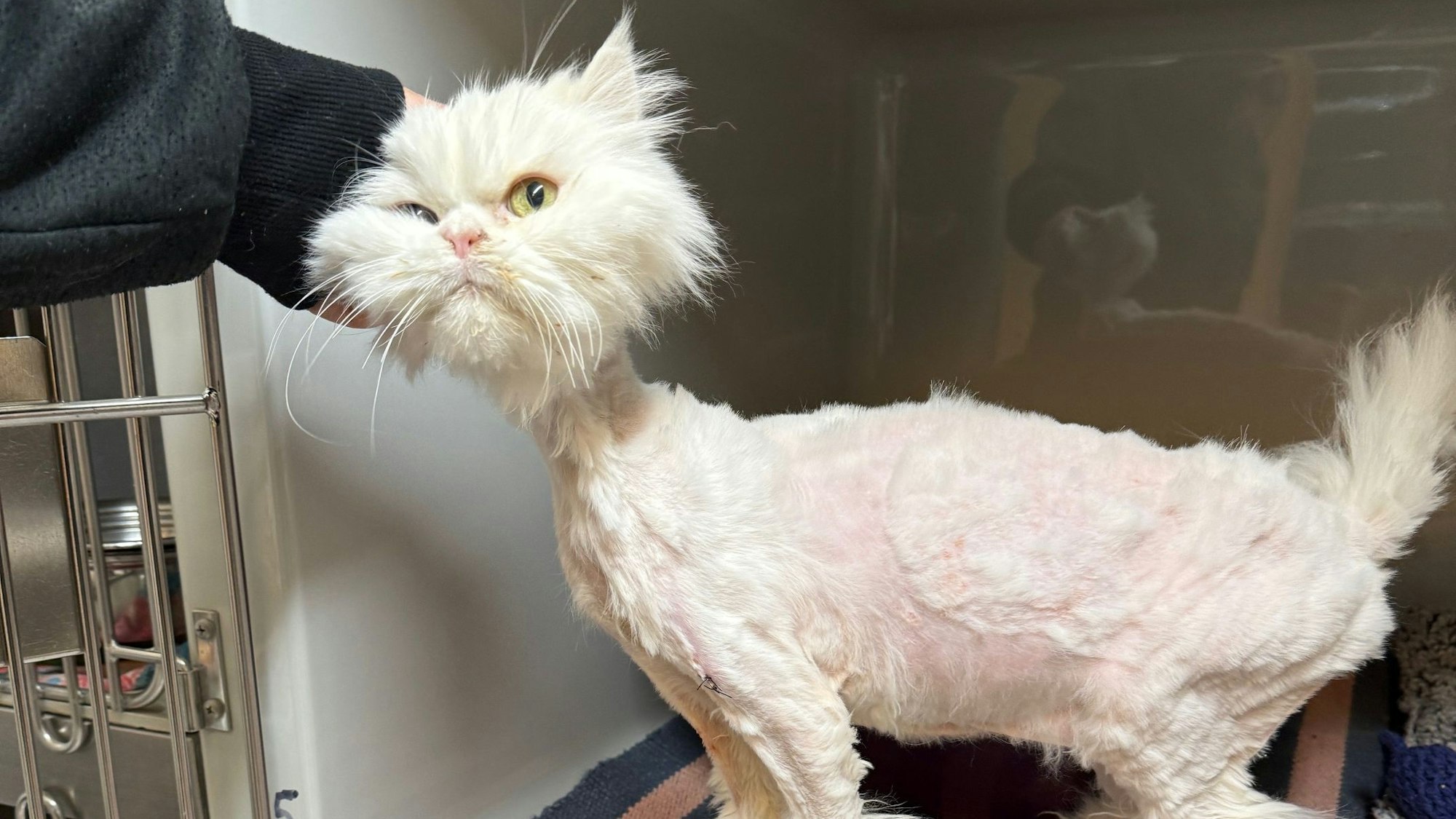 Der sichergestellten Perserkatze musste das verfilzte Fell unter Narkose entfernt werden.