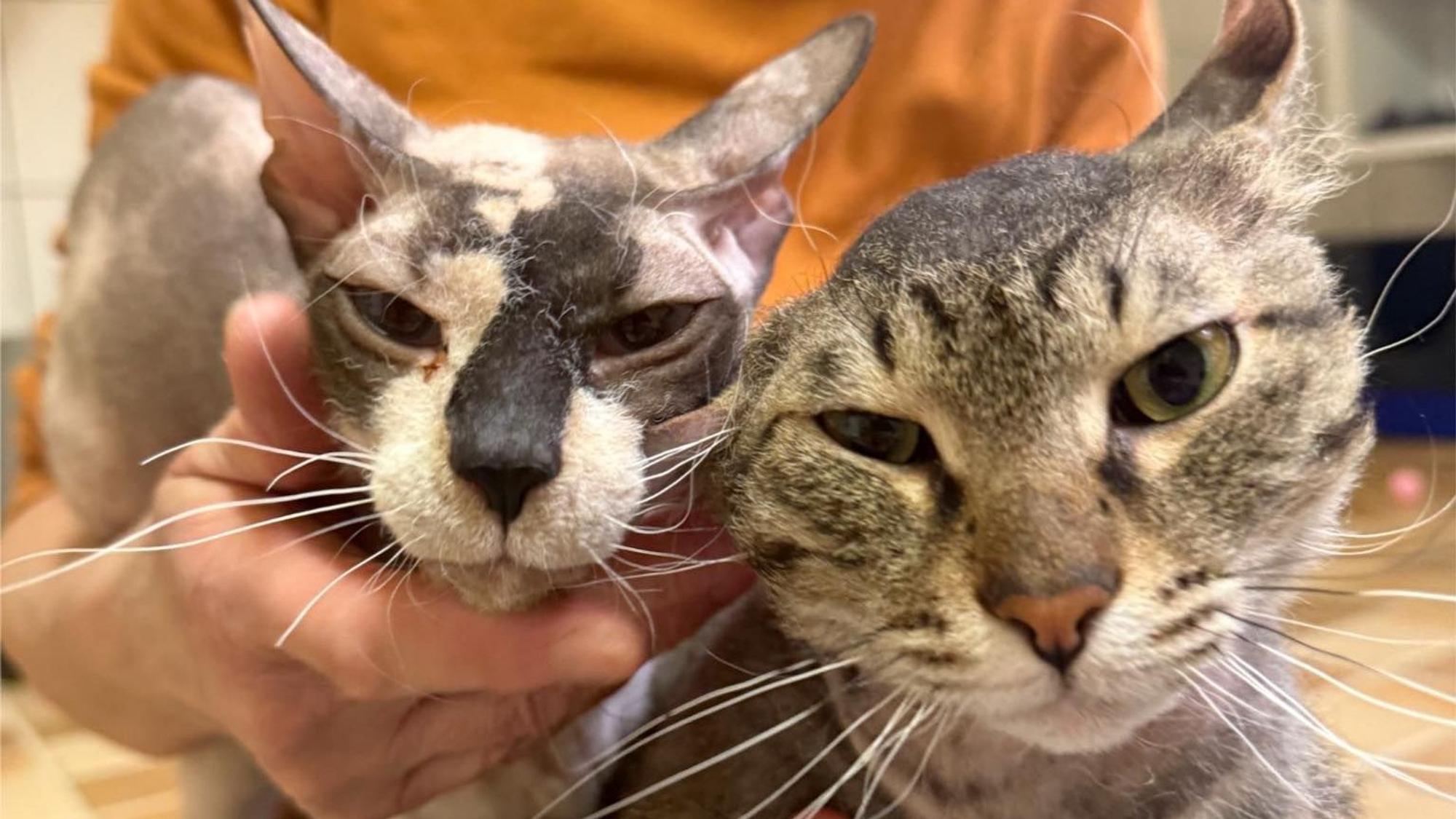 James und Cordelia: Beide Katzen kamen aus Sicherstellungen ins Tierheim.