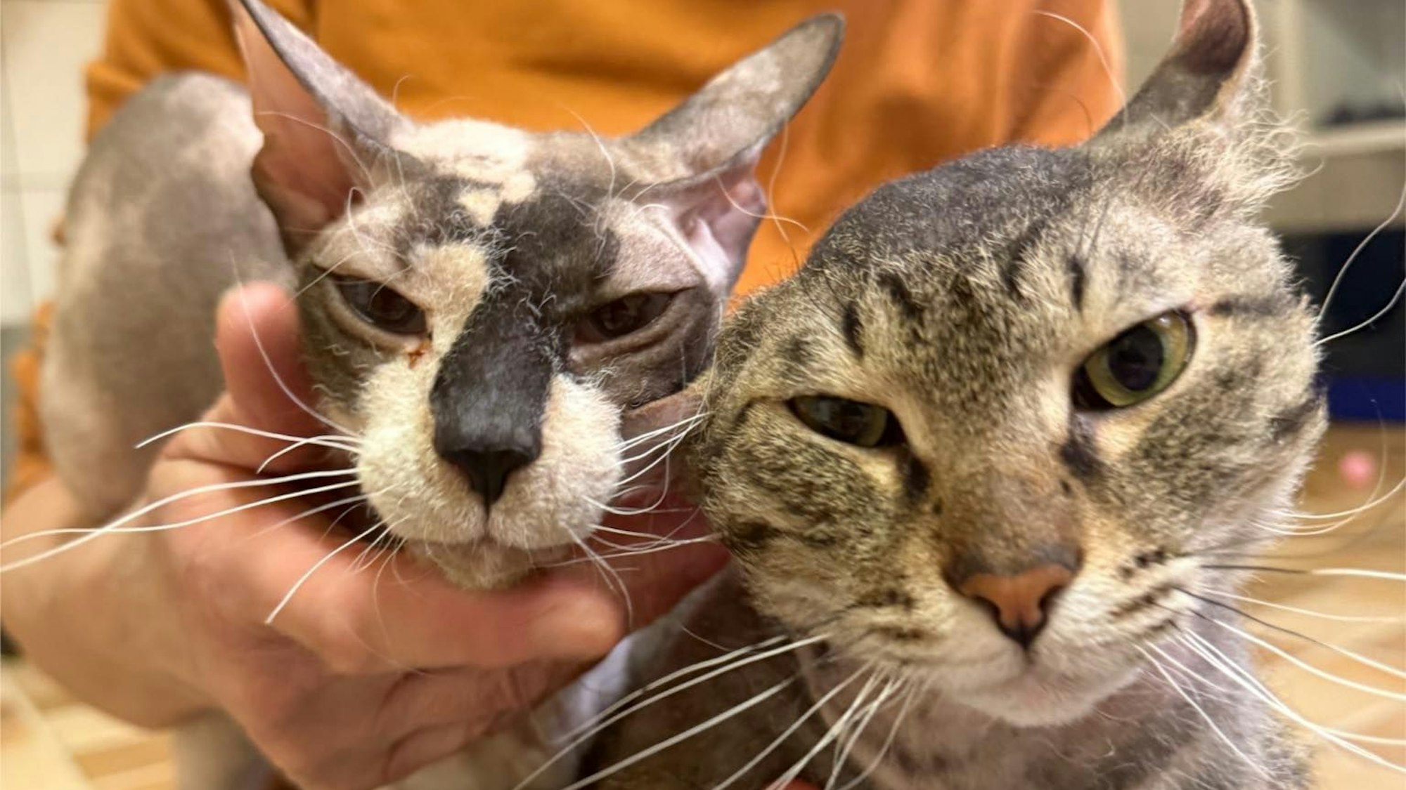 James und Cordelia: Beide Katzen kamen aus Sicherstellungen ins Tierheim.