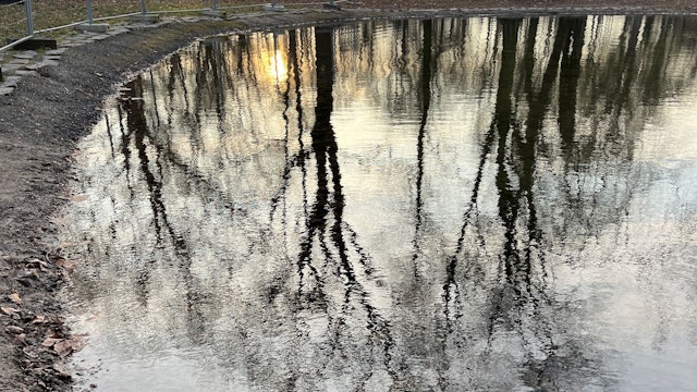 Am Ufergrund des Volksgartenweihers in Köln liegt jede Menge Laub, ein Zaun schützt den angelegten Rasen.
