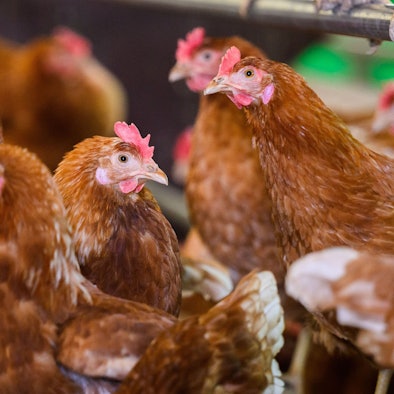 Das Foto zeigt Hühner.