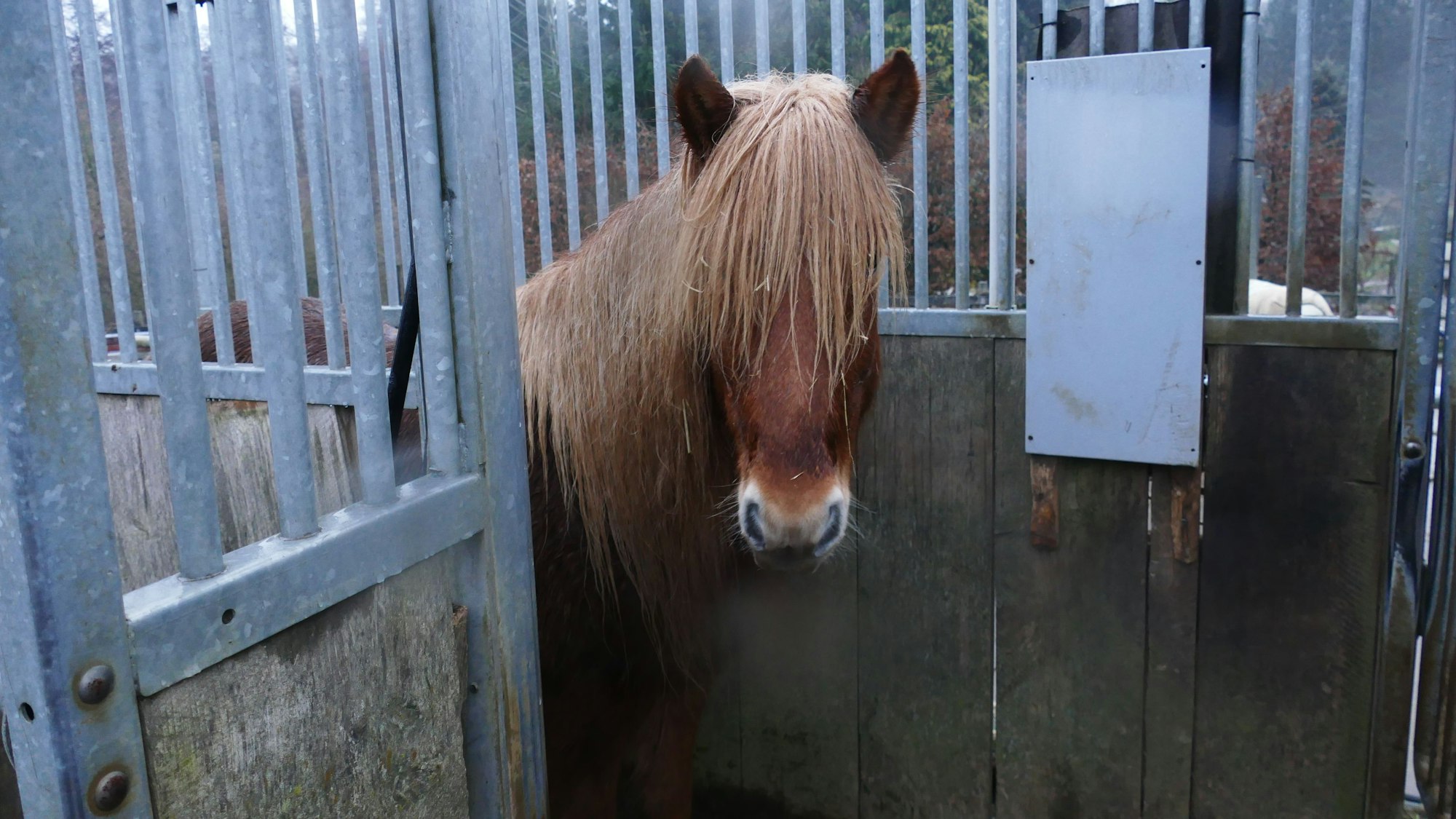 Ein Pferd steht in Aegidienberg in der Futterschleuse. Die graue Tafel ist der Sensor, der den Chip ausliest.