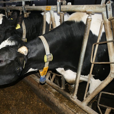 Die Kühe tragen den Sender am Hals, der Daten über Milchmenge und Gesundheit der Tiere sammelt.