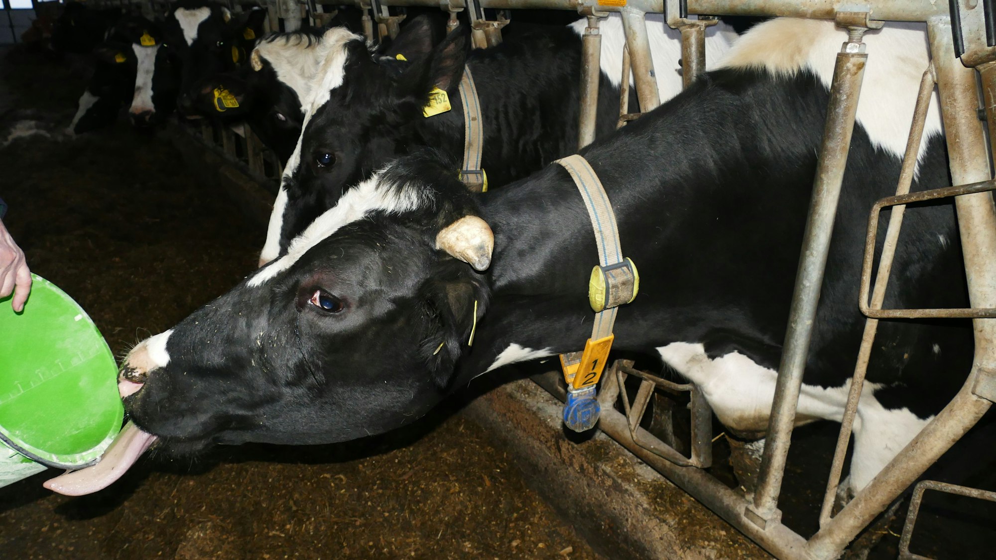 Die Kühe tragen den Sender am Hals, der Daten über Milchmenge und Gesundheit der Tiere sammelt.