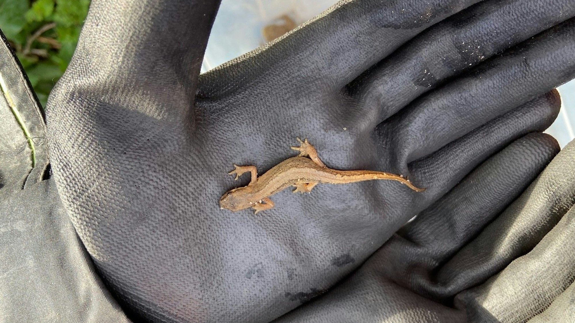 Auf dem Bild sind zwei Hände mit schwarzen Handschuhen zu sehen, auf denen ein kleiner Molch sitzt.