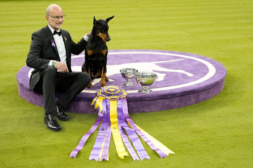 03.02.2026, USA, New York: Penny, ein Dobermannpinscher, posiert für Fotos mit seinem Hundeführer Andy Linton, nachdem er bei der 150. Westminster Kennel Club Dog Show in New York den Preis für die beste Ausstellung gewonnen hat.