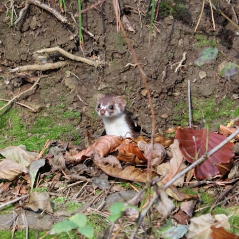 Ein Mauswiesel