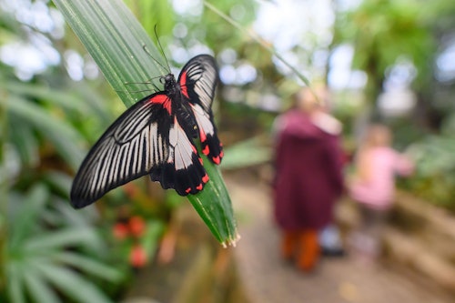 04.02.2026, Sachsen-Anhalt, Magdeburg: Ein Scharlachroter Ritter sitzt im Schmetterlingshaus vom Elbauenpark in Magdeburg auf einem Blatt einer Tropenpflanze. In der Landeshauptstadt von Sachsen-Anhalt herrscht derzeit Dauerfrost, dabei ist es im Inneren des Schmetterlingshauses bei 28 Grad Celsius rund 30 Grad wärmer. In der Ferienzeit können dort besonders viele Schmetterlinge beobachtet werden. Rund 250 Schmetterlinge aus 35 Arten fliegen in der Anlage umher, während gleichzeitig weitere Schmetterlinge täglich ihre Puppen verlassen.