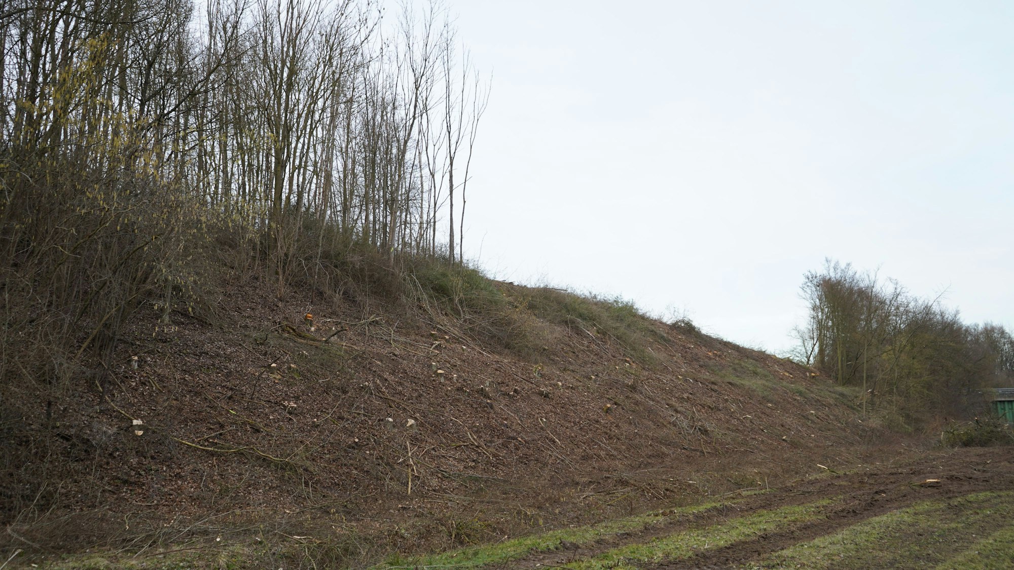 Das Bild zeigt die gerodete Fläche.