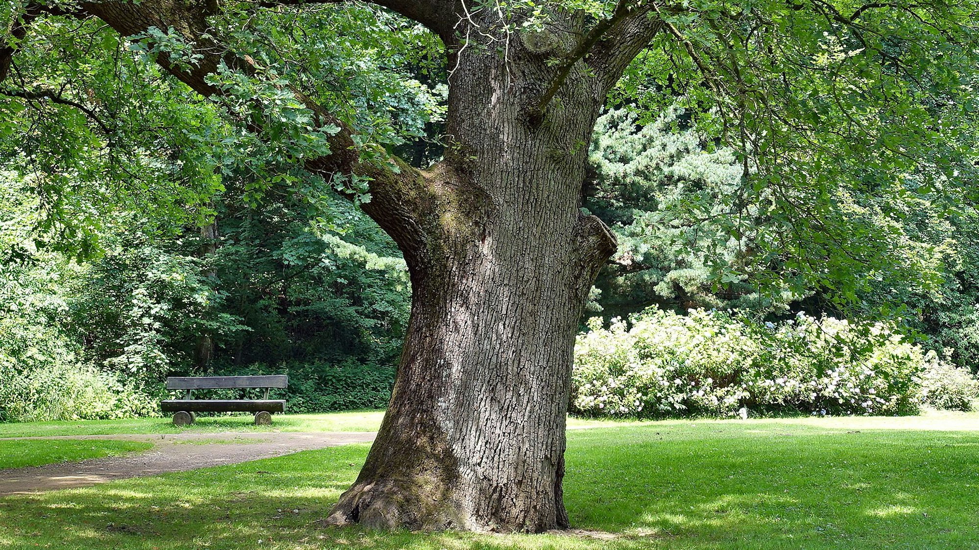 Aus: "Die mächtigen und bedeutenden Bäume Nordrhein-Westfalens"