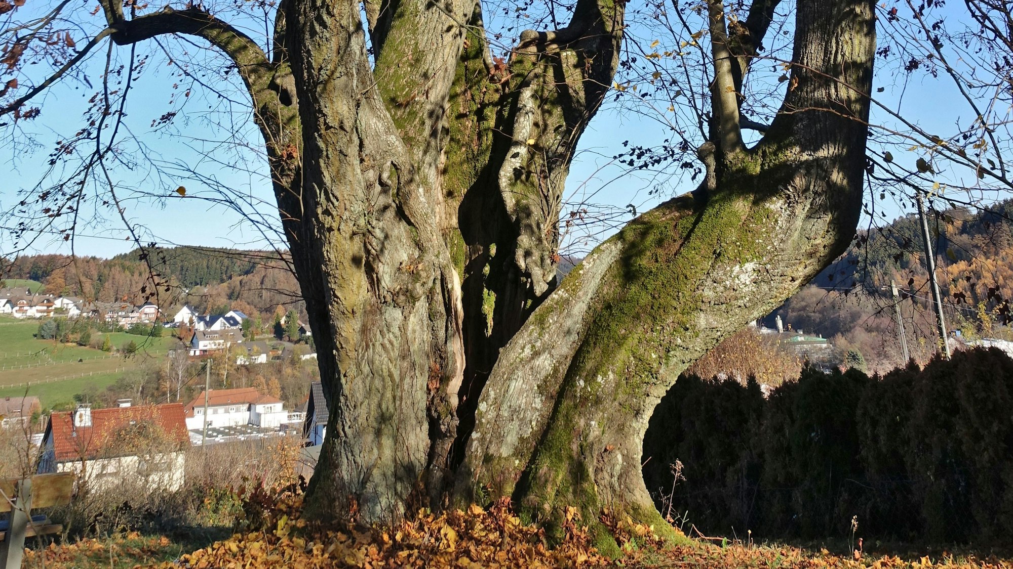 Ein Baum