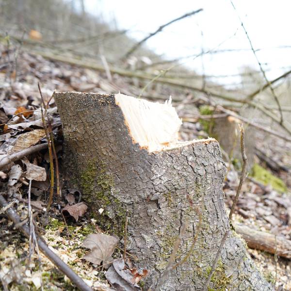 Das Bild zeigt einen gefällten Baum am Speedway.