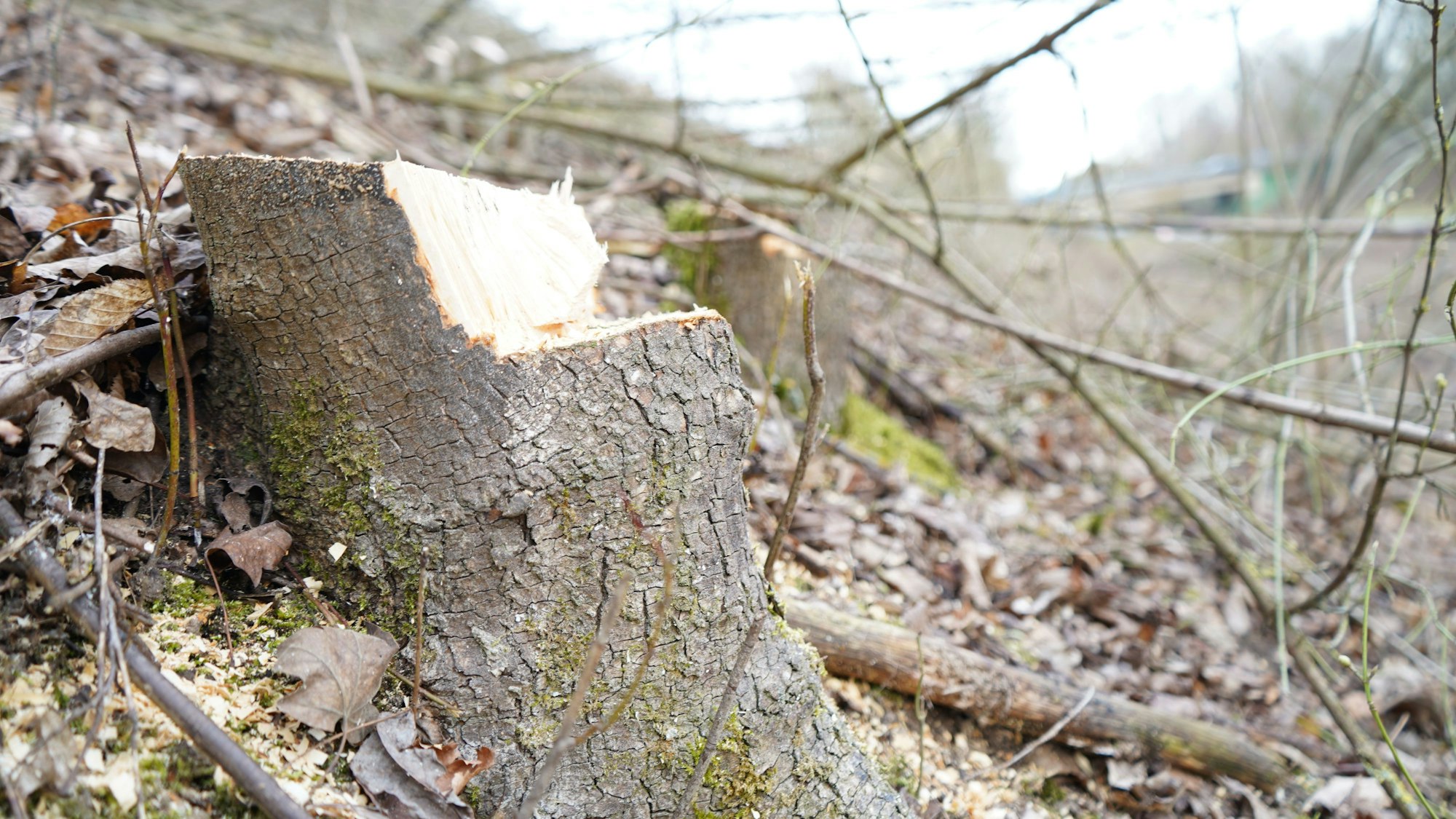 Das Bild zeigt einen gefällten Baum am Speedway.