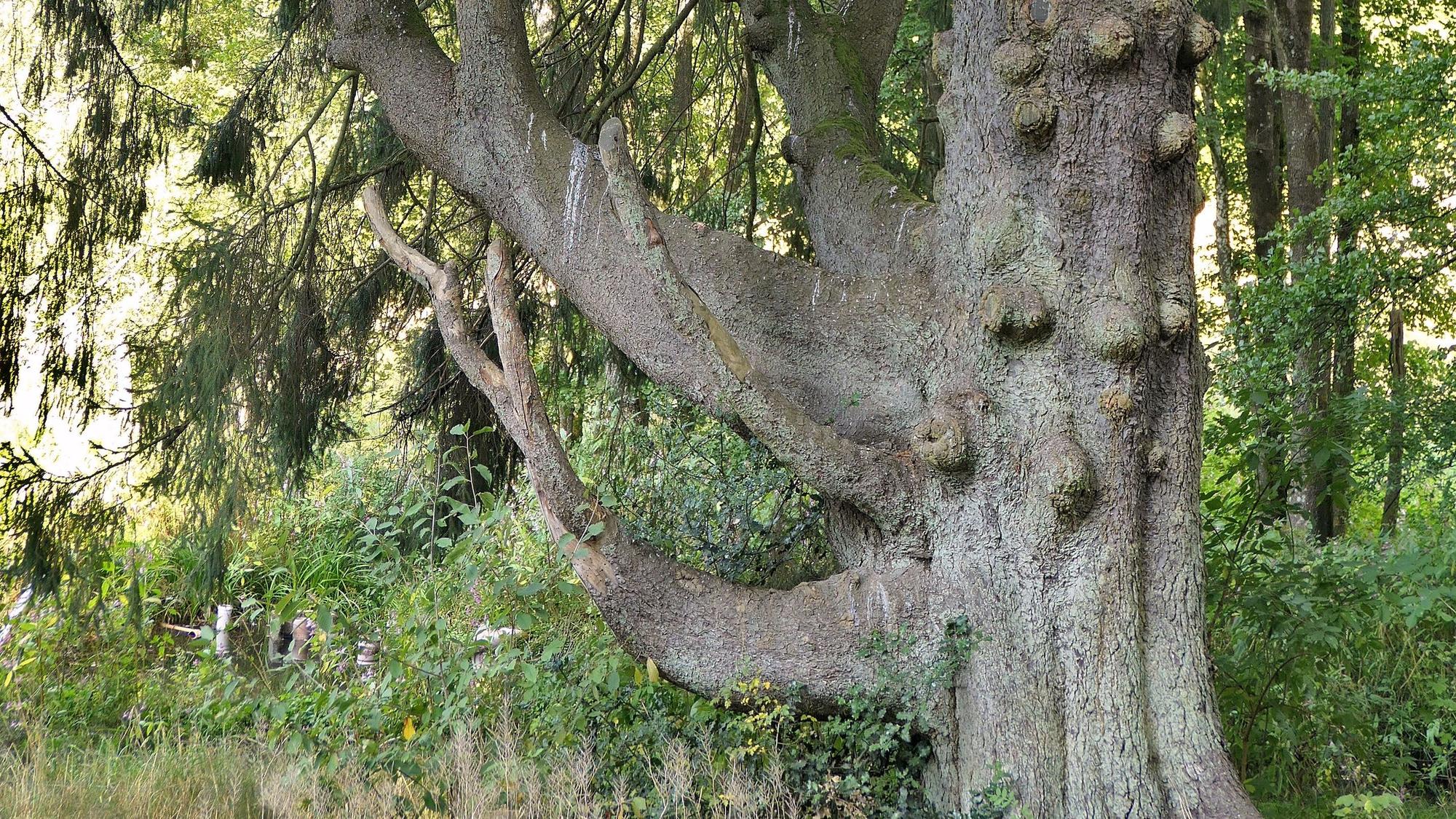 Ein Baum