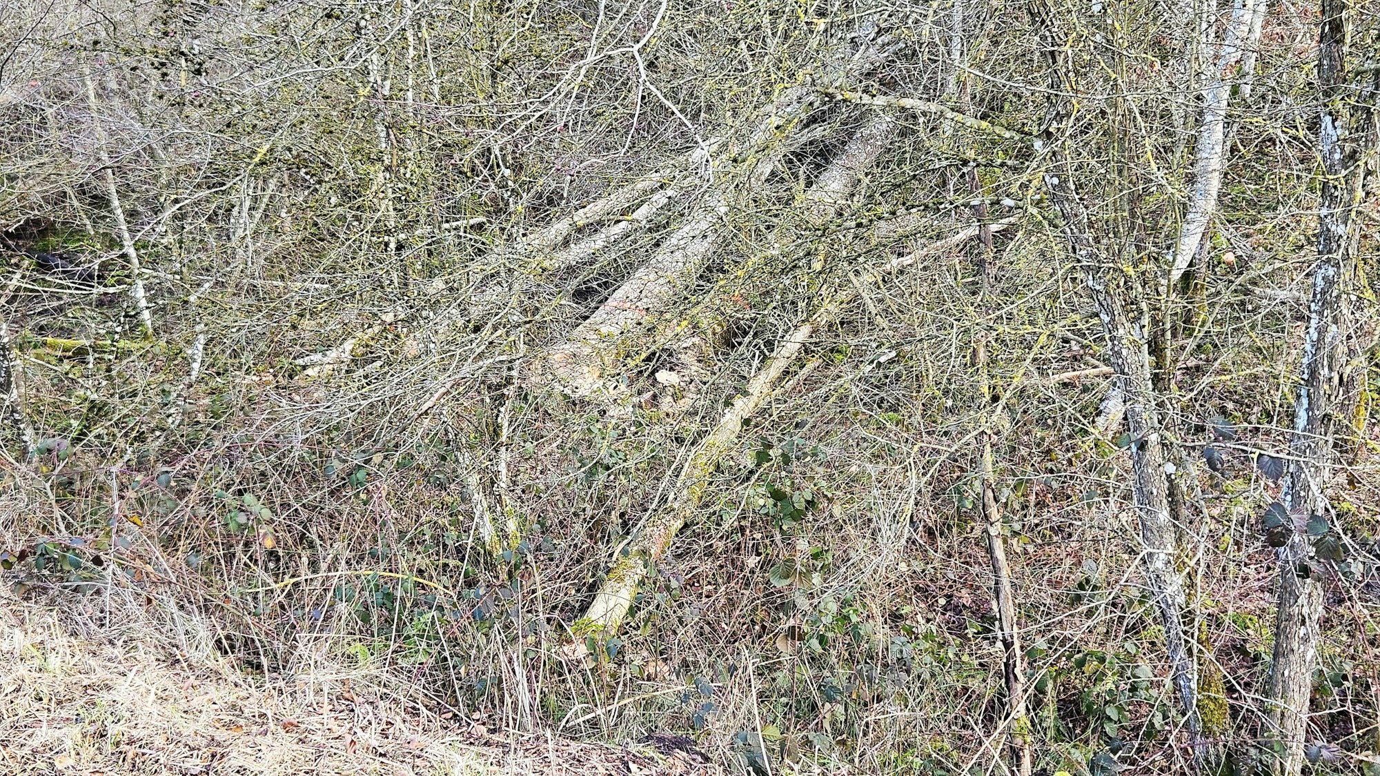 Einige abgesägte Bäume liegen im Unterholz.
