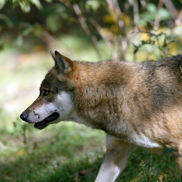 Aufnahme eines Wolfs, der durch die Wildnis streift (Symbolbild)