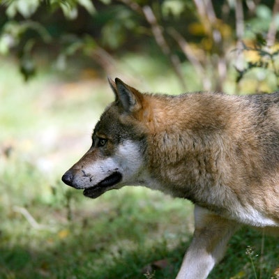 Aufnahme eines Wolfs, der durch die Wildnis streift (Symbolbild)