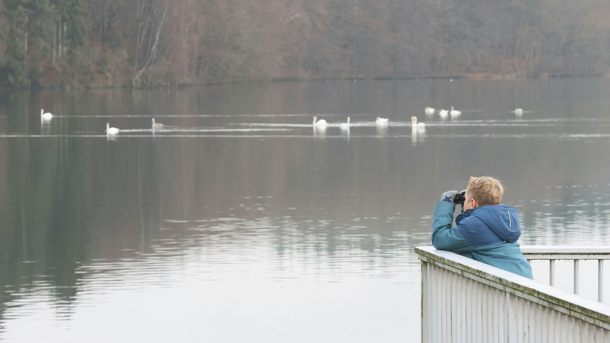 Durch sein Fernglas beobachtet der neunjährige Noomi aus Reichshof gespannt eine Gruppen Höckerschwäne.