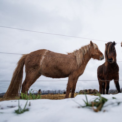 Islandpferde stehen auf einer Koppel.