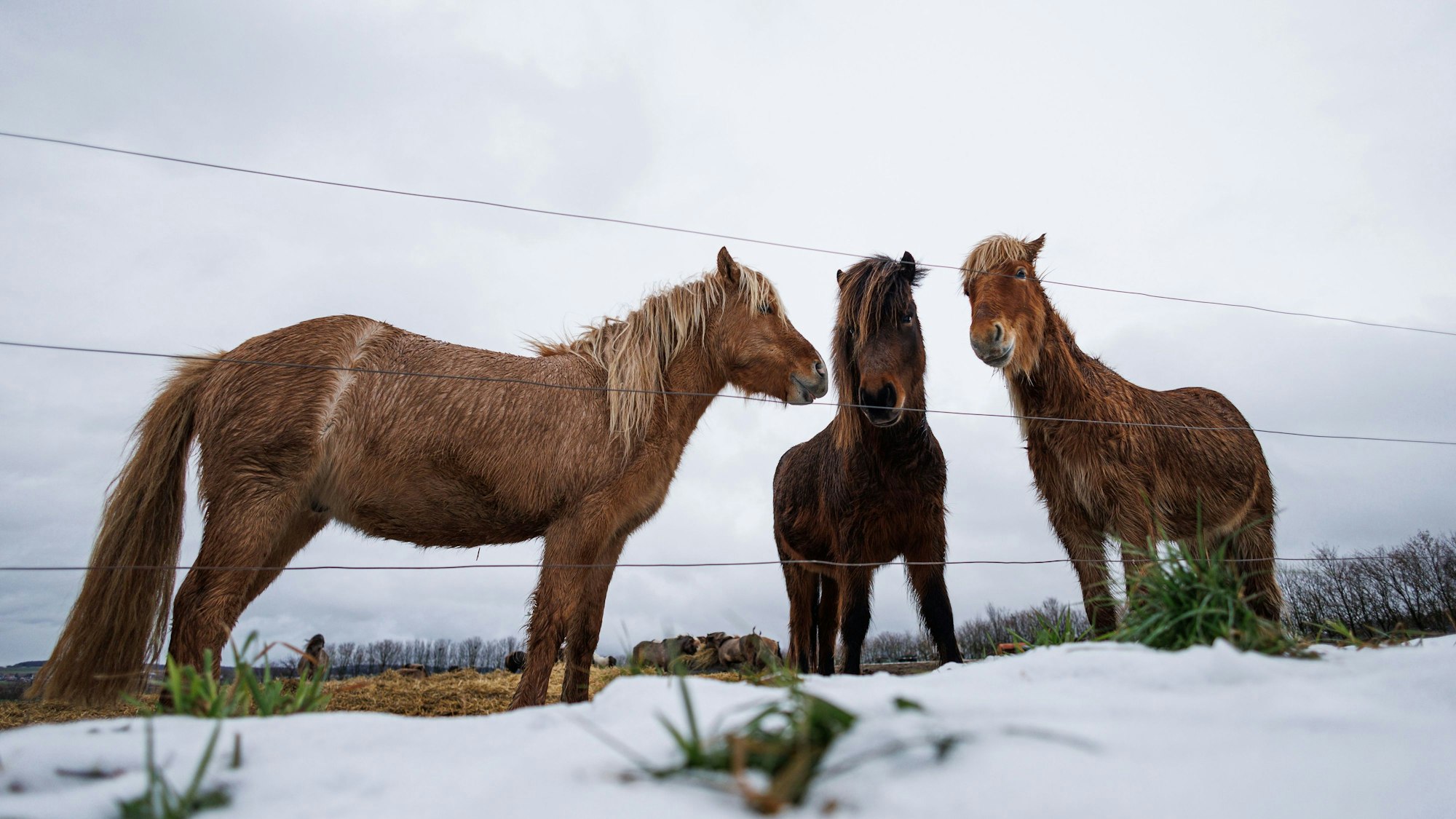 Islandpferde stehen auf einer Koppel.