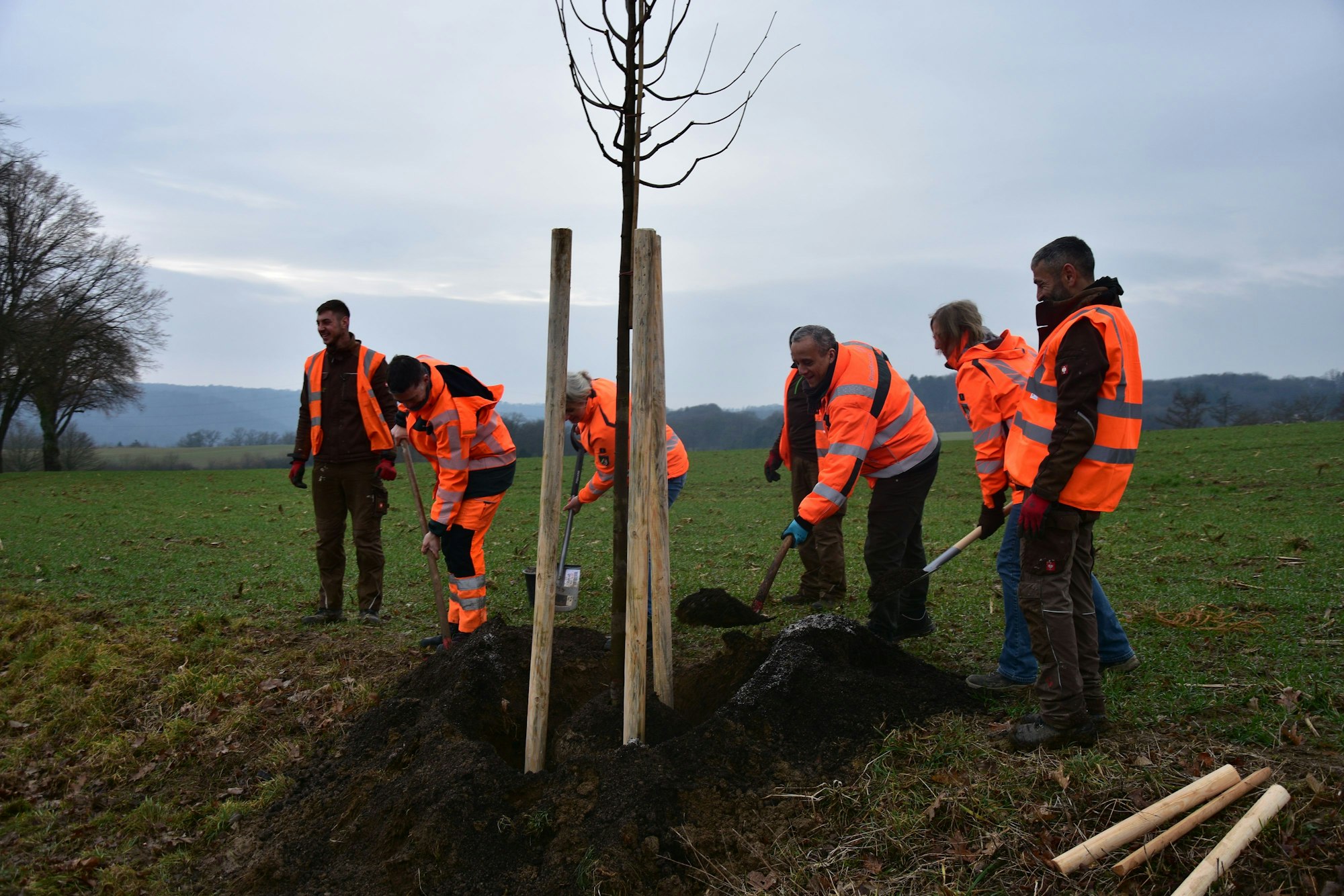 Straßen NRW ließ in Much Baum Nr.1111 pflanzen - ein Werbegag zum Start in die Karnevalstage