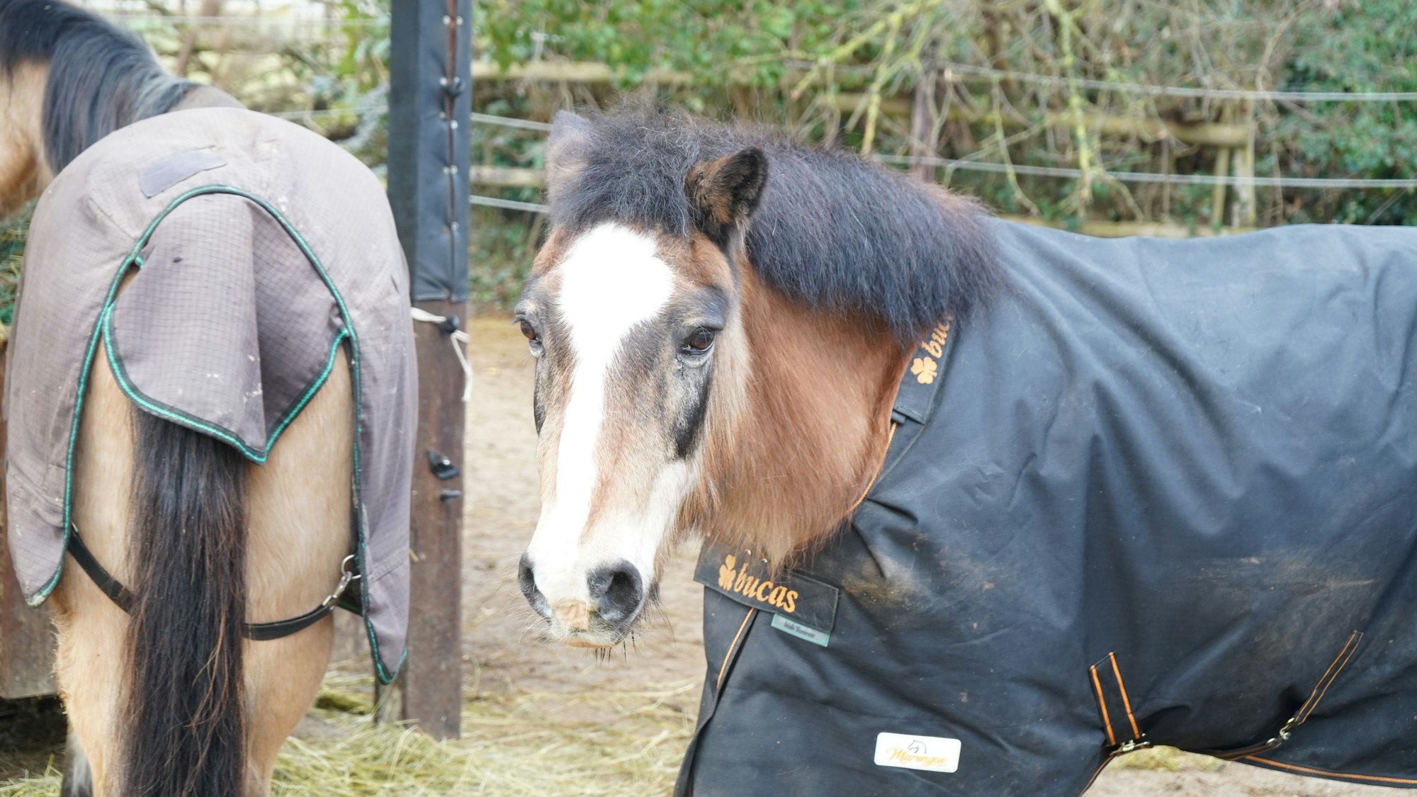 Das Bild zeigt ein braunes Pferd mit weißen und schwarzen Flecken und schwarzer Mähne. Es trägt eine schwarze Pferdedecke.