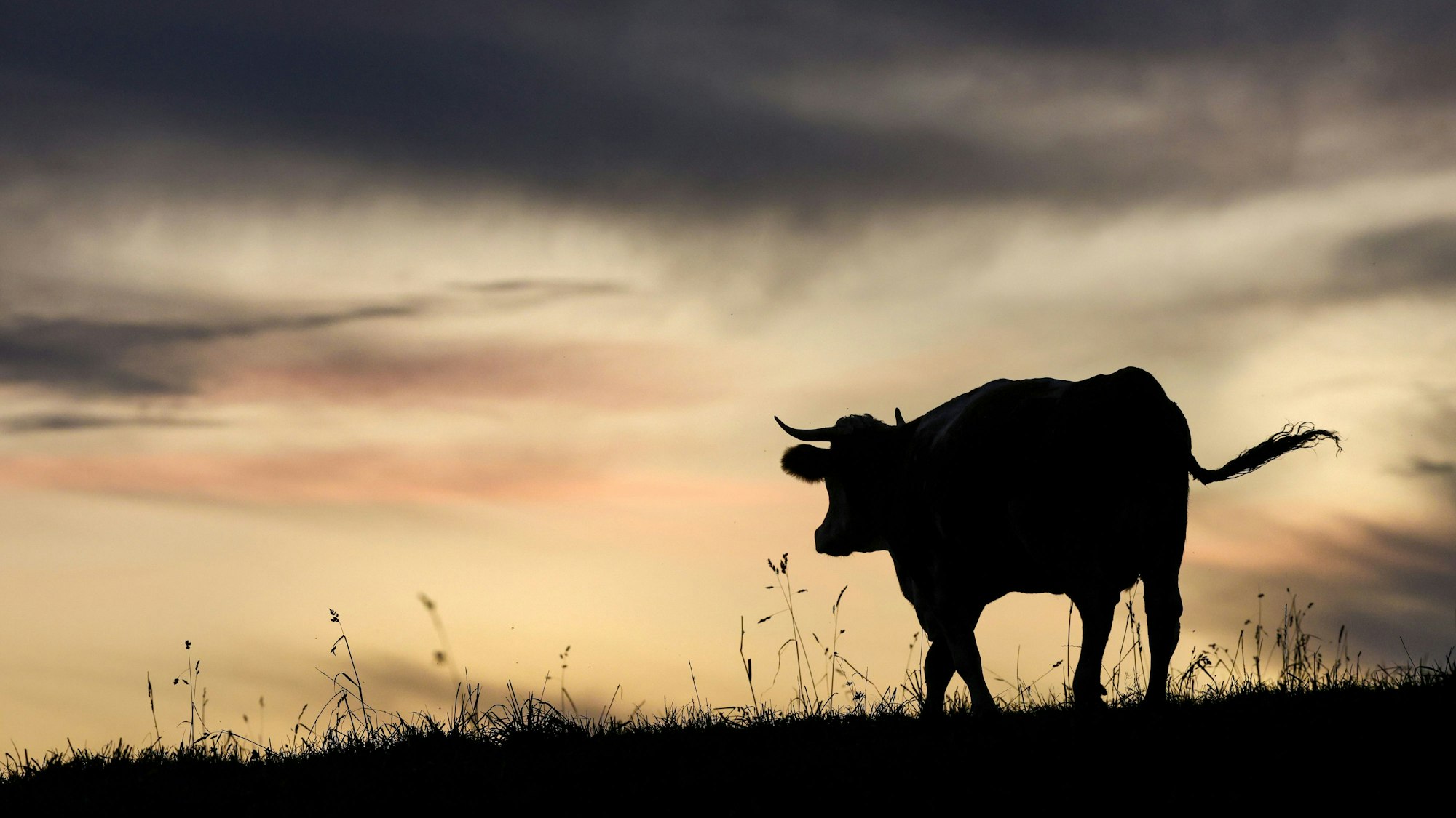 Eine Kuh läuft vor kurz vor Sonnenaufgang über eine Weide.