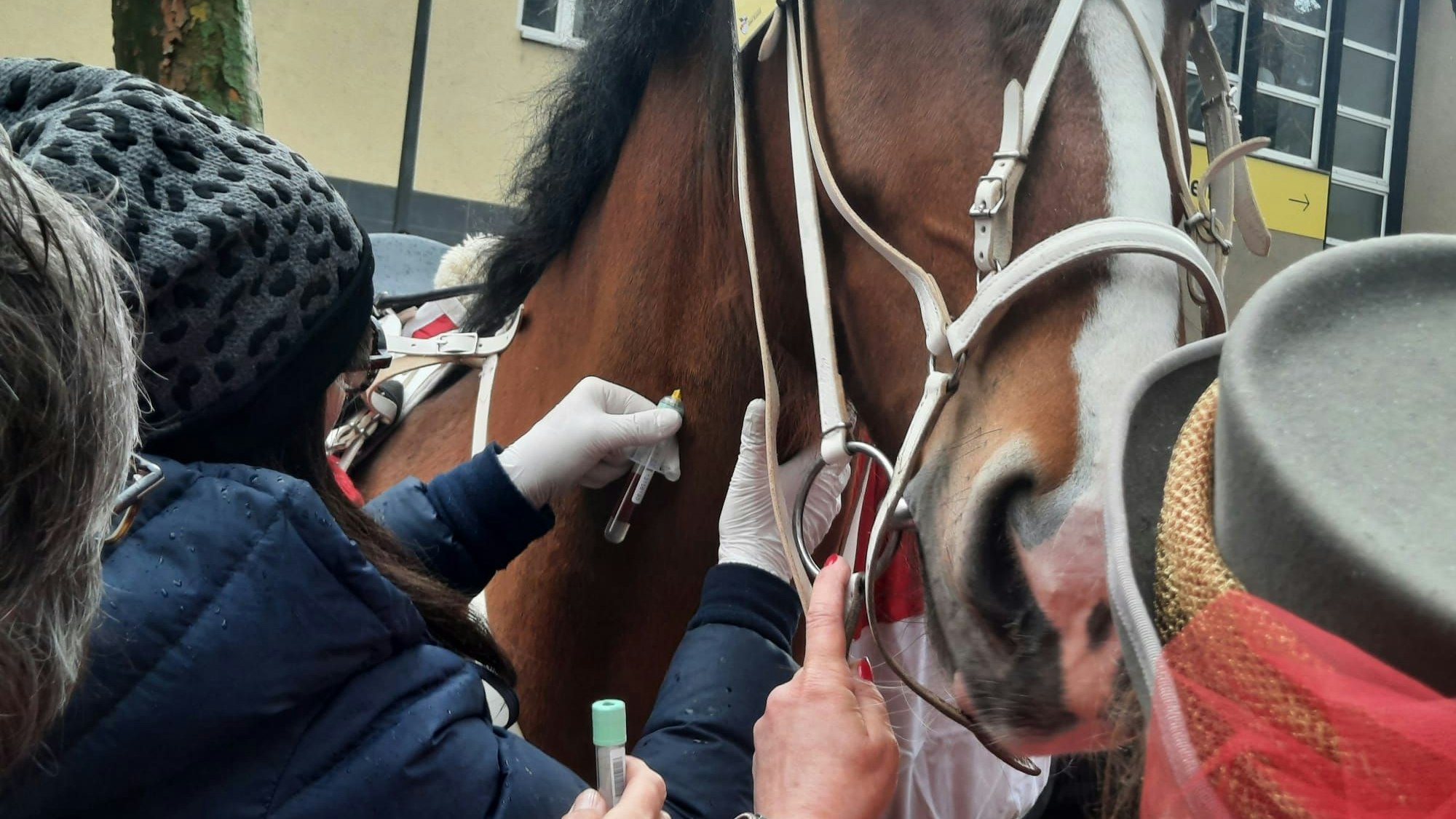 Eine Tierärztin nimmt einem Pferd Blut ab.