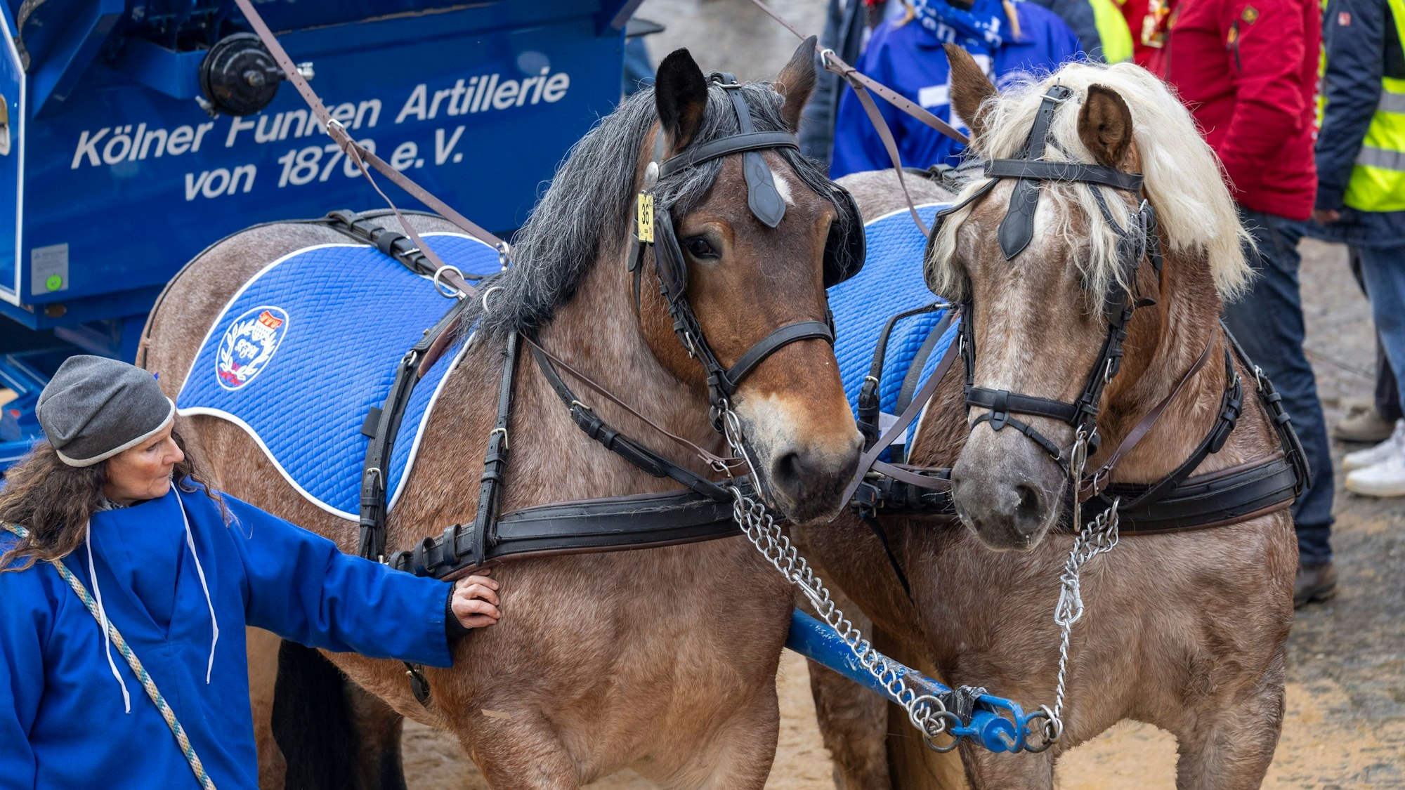 Zwei Pferde am Rosenmontagszug 2026 in Köln. Sie sind an eine Kutsche der Kölner Funken Artillerie von 1870 gespannt. Die Gamaschen und die Kutsche sind blau.
