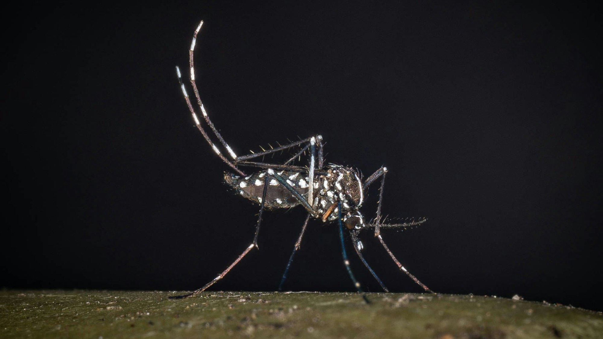Eine asiatische Tigermücke. (Archivbild)