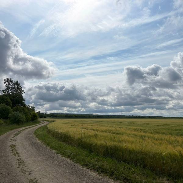 Das Bild zeigt eine Wiese auf der ehemaligen Tagebaufläche des Fortunafelds.